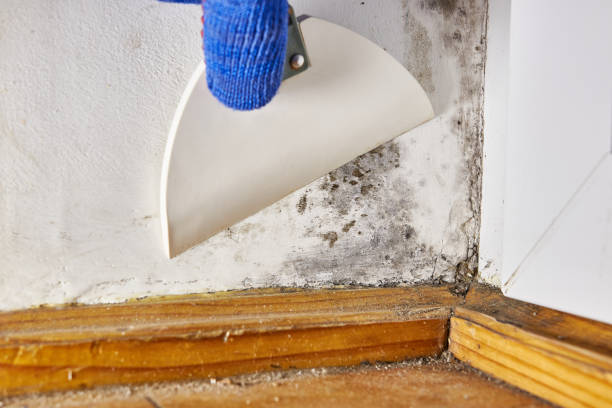 Best Forensic Mold Investigation  in Clinton, UT